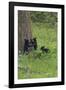 Black Bear Cubs-Galloimages Online-Framed Photographic Print