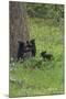 Black Bear Cubs-Galloimages Online-Mounted Photographic Print
