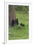 Black Bear Cubs-Galloimages Online-Framed Photographic Print