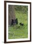 Black Bear Cubs-Galloimages Online-Framed Photographic Print