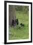 Black Bear Cubs-Galloimages Online-Framed Photographic Print