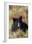 Black Bear, Early Autumn-Ken Archer-Framed Photographic Print