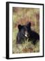 Black Bear, Early Autumn-Ken Archer-Framed Photographic Print