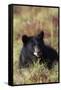 Black Bear, Early Autumn-Ken Archer-Framed Stretched Canvas