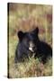Black Bear, Early Autumn-Ken Archer-Stretched Canvas
