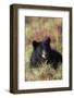 Black Bear, Early Autumn-Ken Archer-Framed Photographic Print