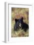 Black Bear, Early Autumn-Ken Archer-Framed Photographic Print