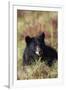 Black Bear, Early Autumn-Ken Archer-Framed Photographic Print