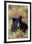 Black Bear, Early Autumn-Ken Archer-Framed Photographic Print