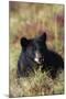 Black Bear, Early Autumn-Ken Archer-Mounted Photographic Print