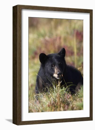 Black Bear, Early Autumn-Ken Archer-Framed Photographic Print