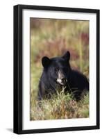 Black Bear, Early Autumn-Ken Archer-Framed Photographic Print