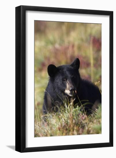 Black Bear, Early Autumn-Ken Archer-Framed Photographic Print