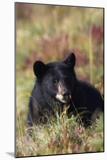 Black Bear, Early Autumn-Ken Archer-Mounted Photographic Print