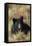 Black Bear, Early Autumn-Ken Archer-Framed Stretched Canvas