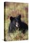 Black Bear, Early Autumn-Ken Archer-Stretched Canvas