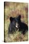 Black Bear, Early Autumn-Ken Archer-Stretched Canvas