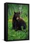 Black Bear Eating Dandelions in Meadow-Paul Souders-Framed Stretched Canvas