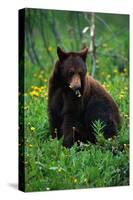 Black Bear Eating Dandelions in Meadow-Paul Souders-Stretched Canvas