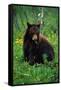 Black Bear Eating Dandelions in Meadow-Paul Souders-Framed Stretched Canvas