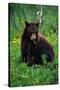 Black Bear Eating Dandelions in Meadow-Paul Souders-Stretched Canvas