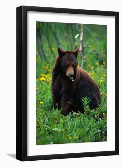 Black Bear Eating Dandelions in Meadow-Paul Souders-Framed Premium Photographic Print