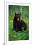 Black Bear Eating Dandelions in Meadow-Paul Souders-Framed Photographic Print