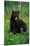 Black Bear Eating Dandelions in Meadow-Paul Souders-Mounted Photographic Print