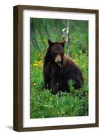 Black Bear Eating Dandelions in Meadow-Paul Souders-Framed Photographic Print