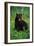 Black Bear Eating Dandelions in Meadow-Paul Souders-Framed Photographic Print