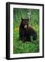 Black Bear Eating Dandelions in Meadow-Paul Souders-Framed Photographic Print