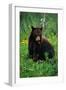 Black Bear Eating Dandelions in Meadow-Paul Souders-Framed Photographic Print