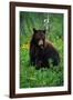 Black Bear Eating Dandelions in Meadow-Paul Souders-Framed Photographic Print