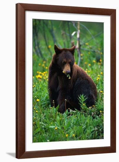 Black Bear Eating Dandelions in Meadow-Paul Souders-Framed Photographic Print