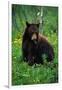 Black Bear Eating Dandelions in Meadow-Paul Souders-Framed Photographic Print