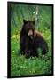 Black Bear Eating Dandelions in Meadow-Paul Souders-Framed Photographic Print