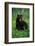 Black Bear Eating Dandelions in Meadow-Paul Souders-Framed Photographic Print