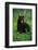 Black Bear Eating Dandelions in Meadow-Paul Souders-Framed Photographic Print