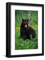 Black Bear Eating Dandelions in Meadow-Paul Souders-Framed Photographic Print