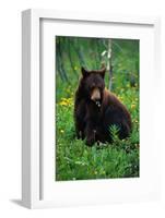 Black Bear Eating Dandelions in Meadow-Paul Souders-Framed Photographic Print