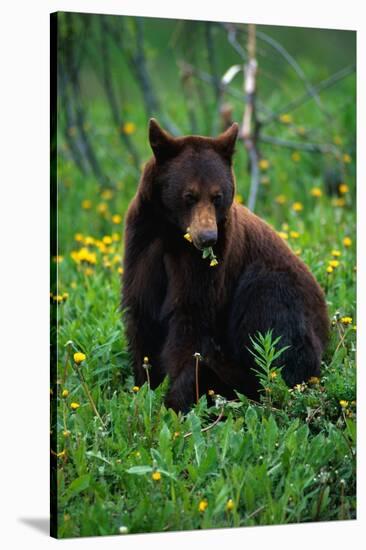 Black Bear Eating Dandelions in Meadow-Paul Souders-Stretched Canvas