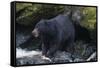 Black Bear Eating Fish in Stream-DLILLC-Framed Stretched Canvas
