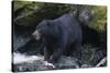 Black Bear Eating Fish in Stream-DLILLC-Stretched Canvas