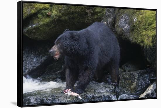 Black Bear Eating Fish in Stream-DLILLC-Framed Stretched Canvas