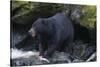 Black Bear Eating Fish in Stream-DLILLC-Stretched Canvas