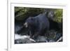 Black Bear Eating Fish in Stream-DLILLC-Framed Photographic Print