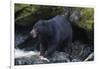 Black Bear Eating Fish in Stream-DLILLC-Framed Photographic Print