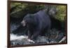 Black Bear Eating Fish in Stream-DLILLC-Framed Photographic Print