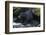 Black Bear Eating Fish in Stream-DLILLC-Framed Photographic Print