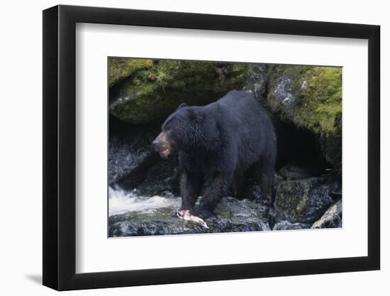 Black Bear Eating Fish in Stream-DLILLC-Framed Photographic Print